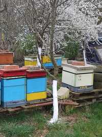 Sprzedam pszczoły, rodziny pszczele z ulami