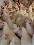 Kurczaki Kury Nioski z wolnego wybiegu ! Rossa Dominant Leghorn i inne