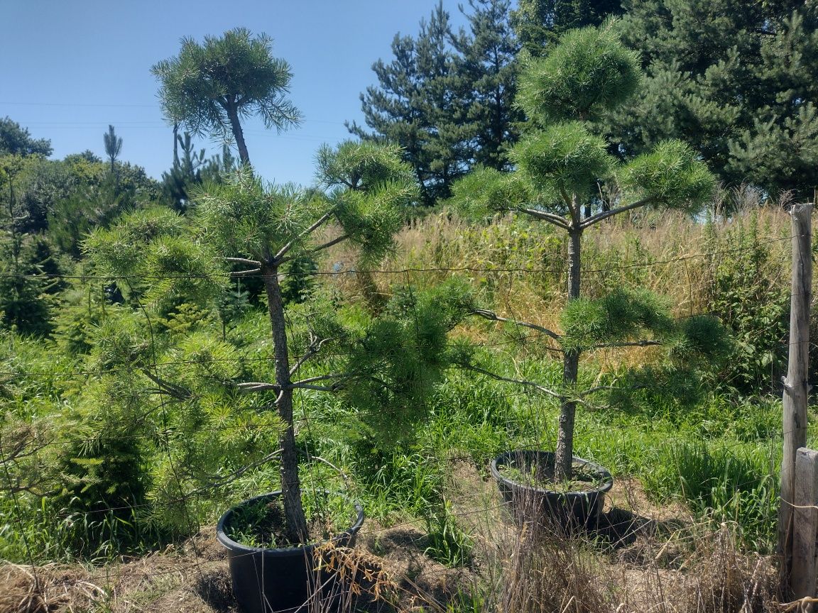 BONSAI w donicy do ogrodu sosna czarna Pinus Nigra, Pinus Sylvestris