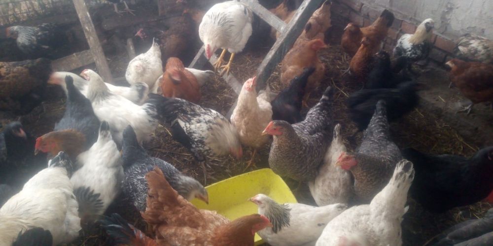 Продам кур домашних