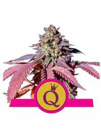 Nasiona marihuany Purple Queen / Royal Queen Seeds 5 sztuk