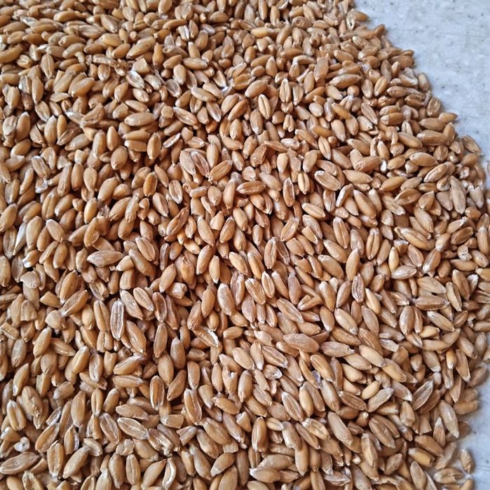 Зерно та борошно спельти, полбы.  врожай 2025рік