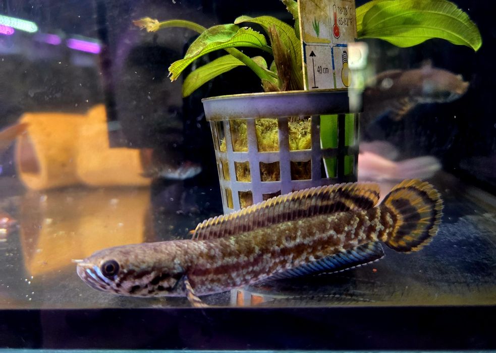 Channa bleheri (wężogłów)