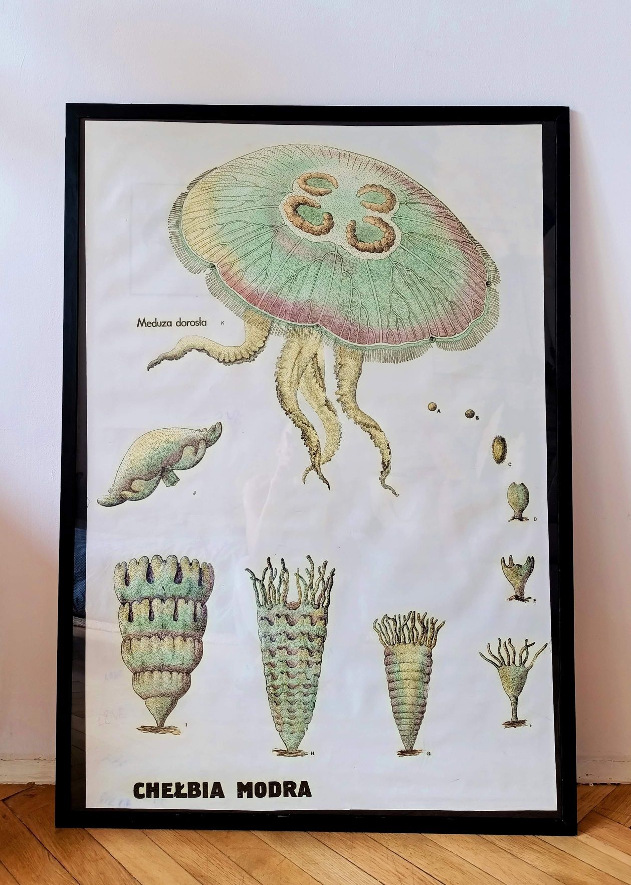 Grafika plakat stary lata 70 100x70 prl meduza tablica