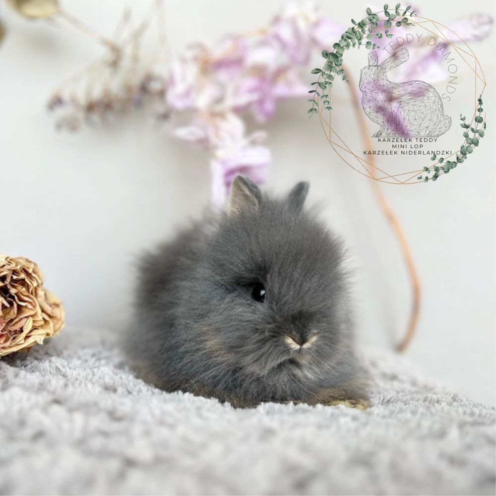 Mini króliczki rasowe Karzełki Teddy, Mini Lop, Niderlandzkie