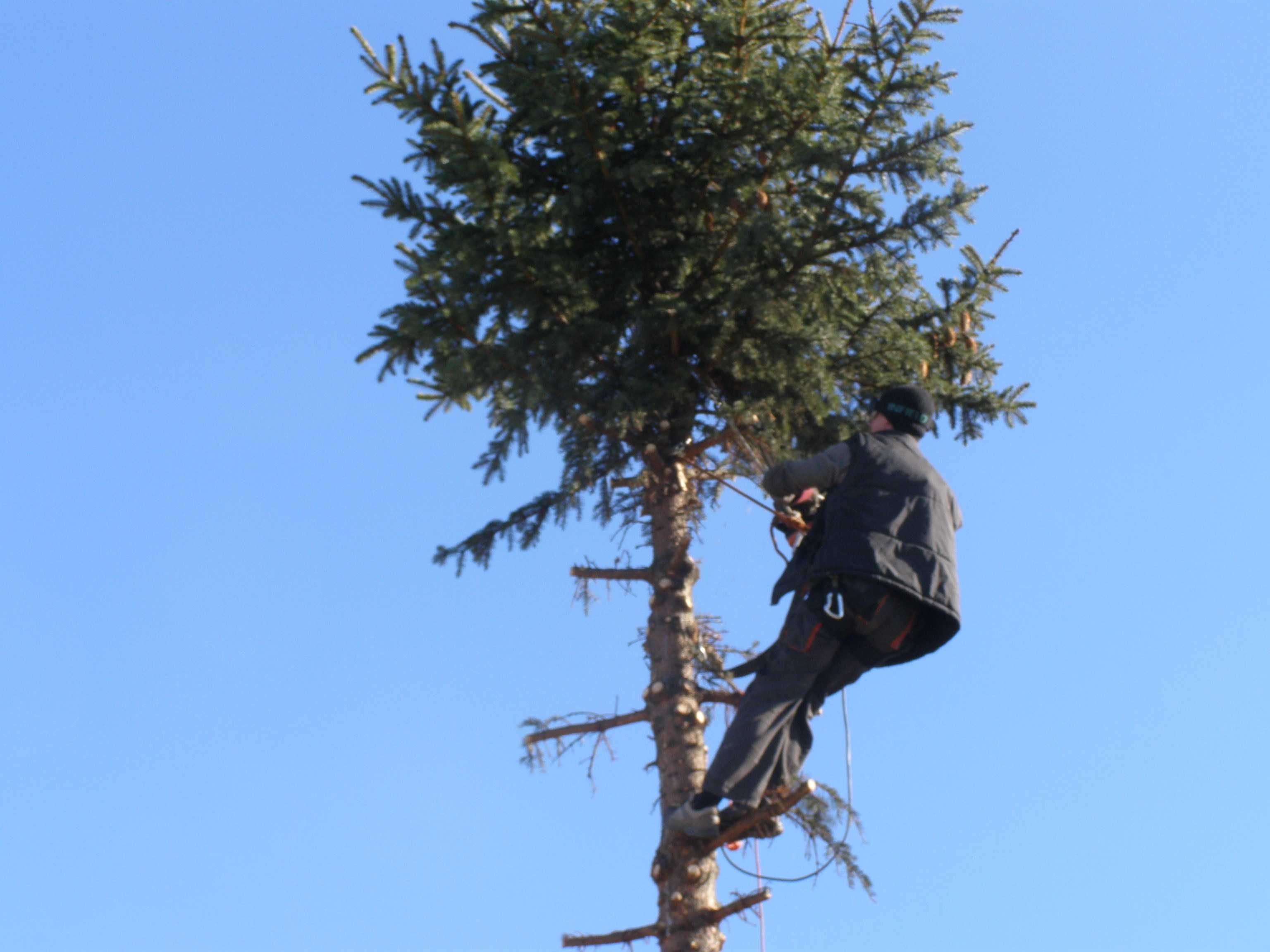 Wycinka i podcinka drzew , pielęgnacja - alpinistycznie