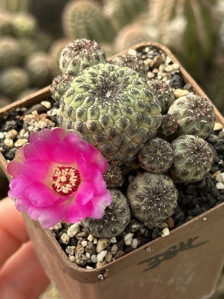Кактус Сулькоребуція Рауша Sulcorebutia rauschii