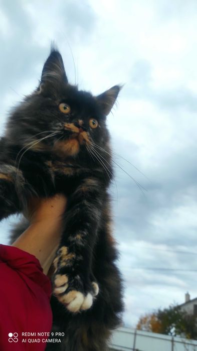 Кішечка Мейн-Кун черепашкового окрасу