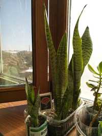 Сансевиерия Sansevieria Сансевьера, она же Санса