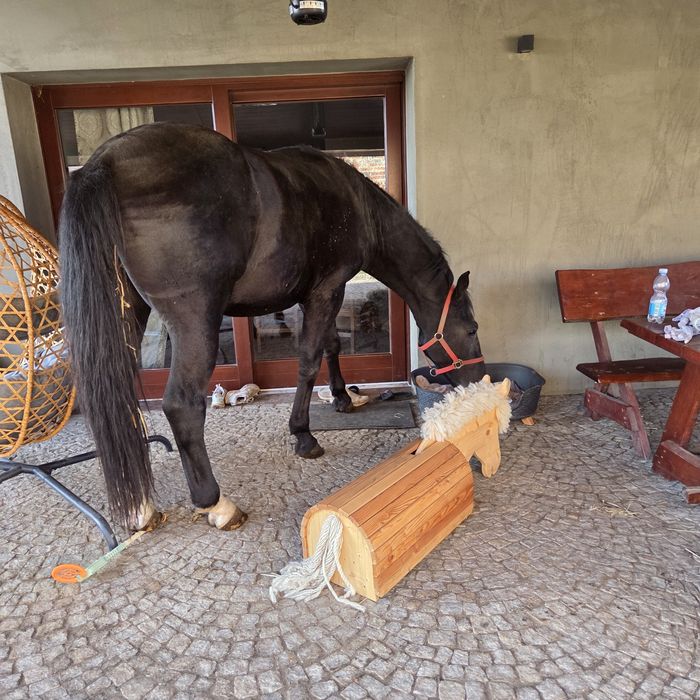 Kary ogier śląski urodziwy