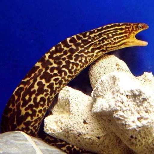 Murena słodkowodna - Gymnothorax polyuranodon. Cetarius