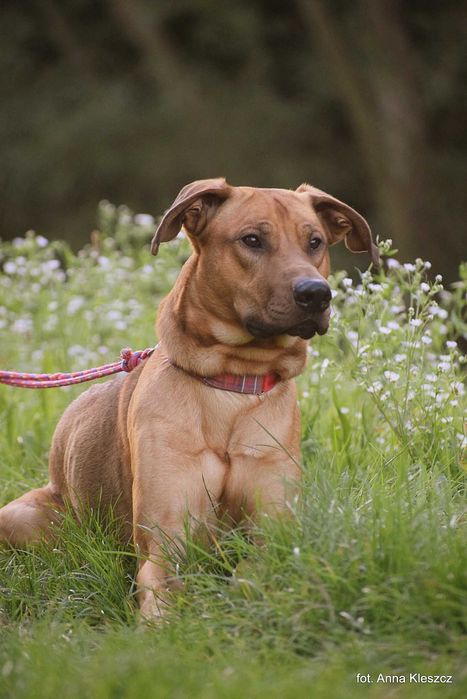 Fifi roczny psiak w typie Rhodesian Ridgeback
