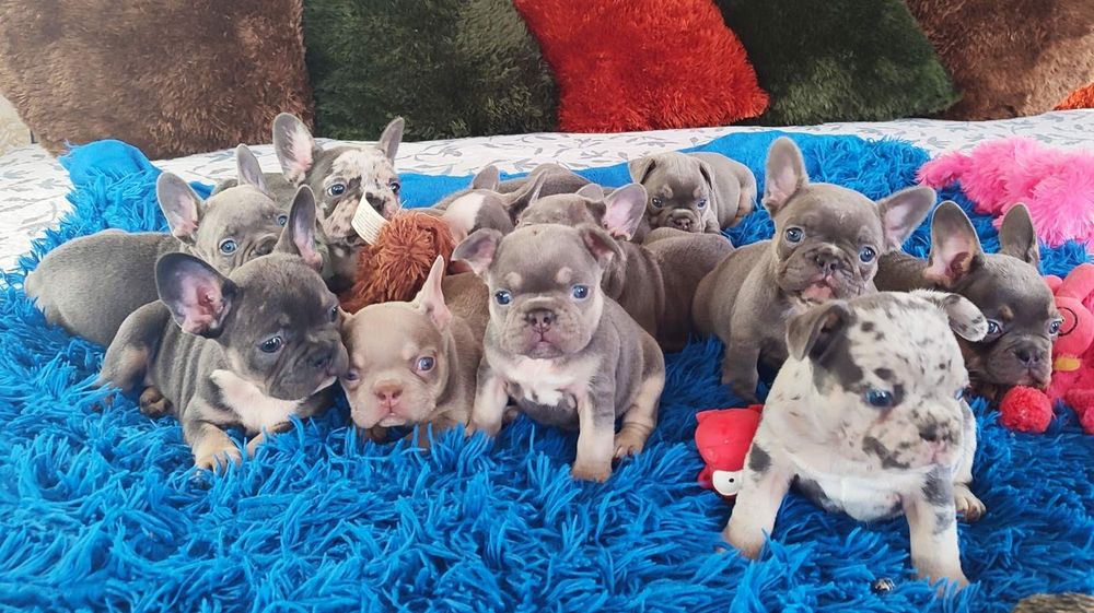 Бомбезные щенки два месяца