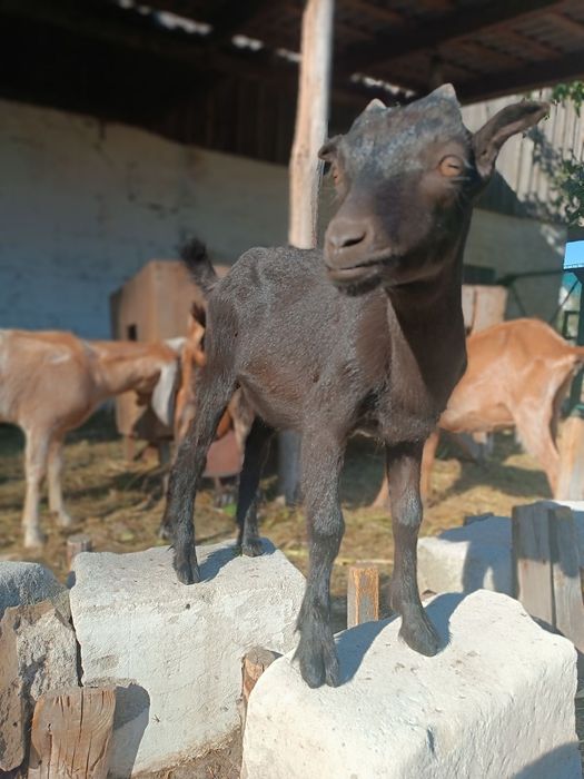Продам двох козочок від альпійської кози