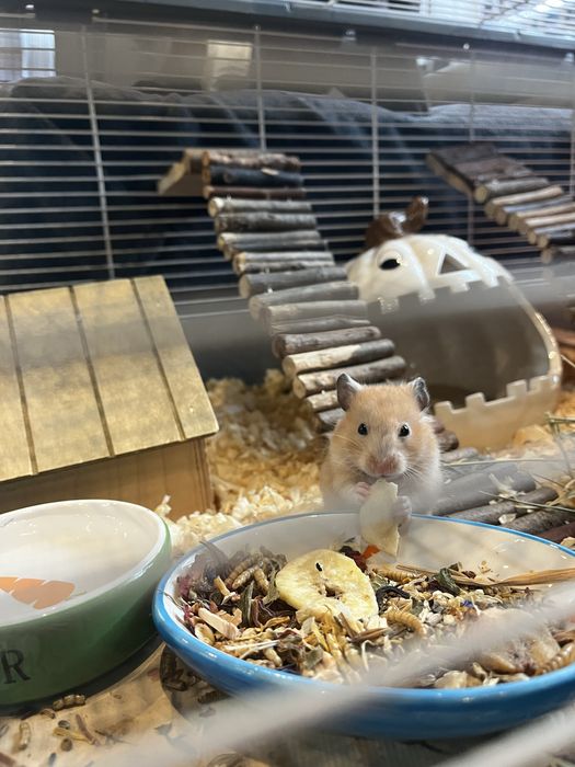 Chomik syrysjski z OGROMNYM wyposażeniem