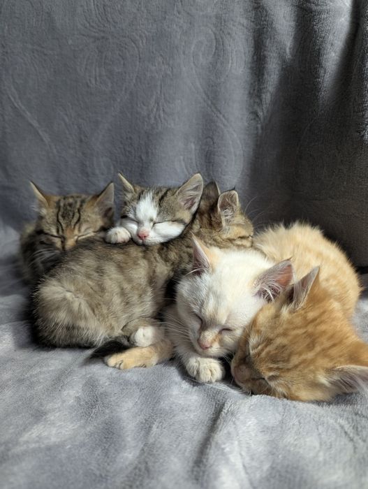 Кошенята шукають домівку