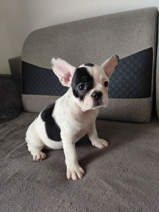 Buldog francuski - suczka