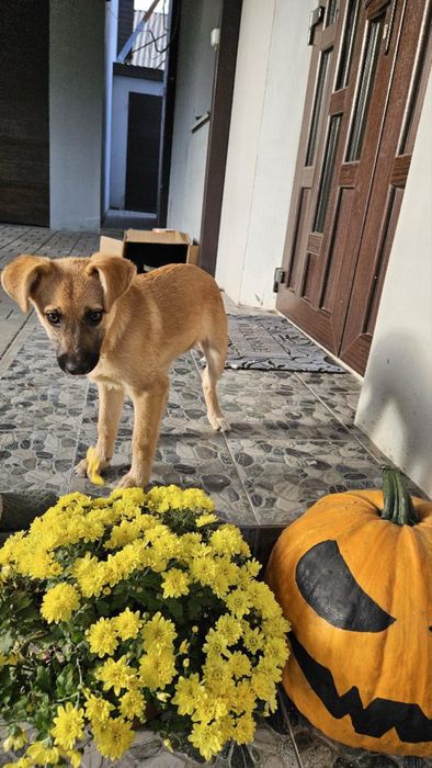 Цуценя шукає дім