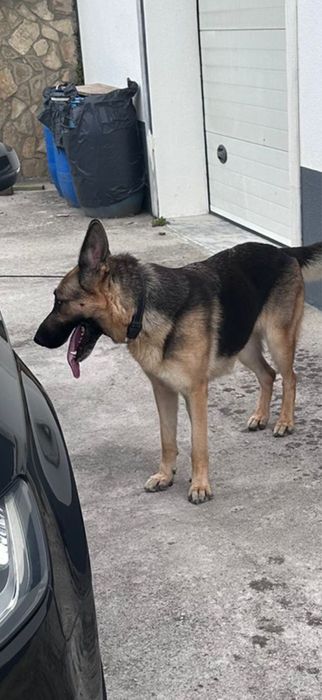 Pastor alemao registado