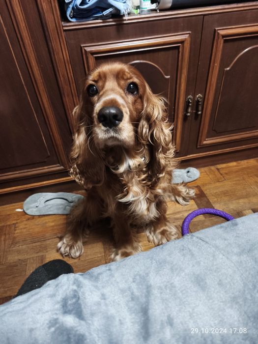 Кокер спаніель жде подружку.