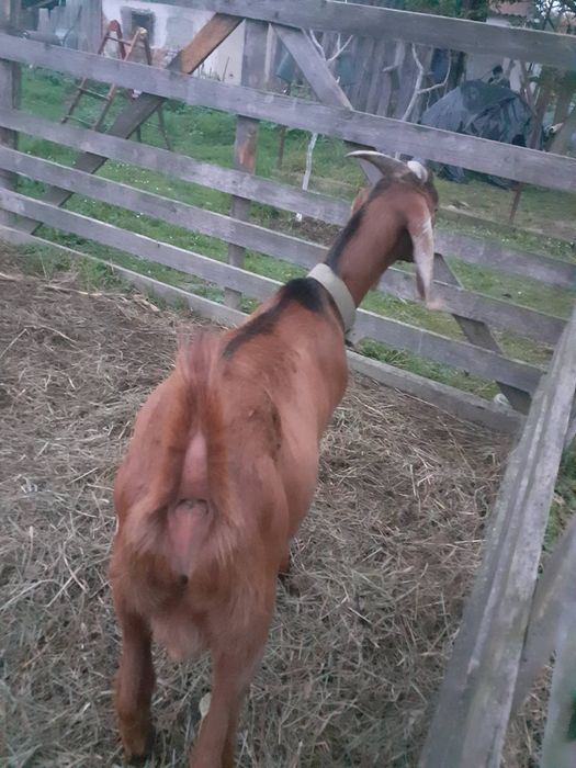 кози всі кітні  мають одні котитись  хороші молочні дуже ласкаві