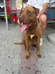 Znaleziono Pitbulla Rose