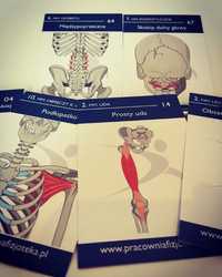 Anatomiczne fiszki, karty anatomiczne MIĘŚNIE. KOMPLET 3w1