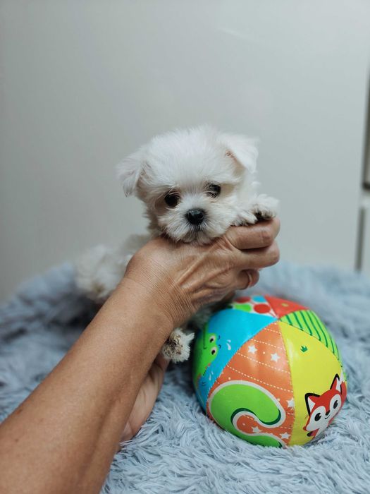 Mini mini Piesek maltańczyk
