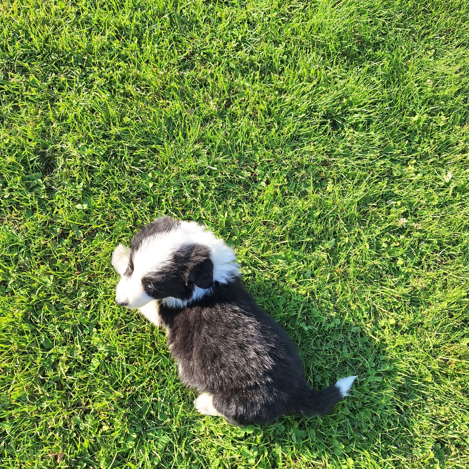 Cudny piesek border collie do odbioru