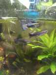 Peixes Guppies|Guppys 0,5€