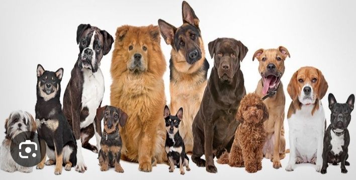 Перетримка тварин