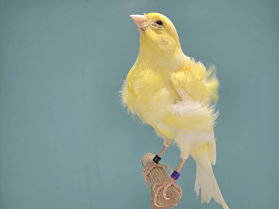 Samiec fiorino 2025 gladki