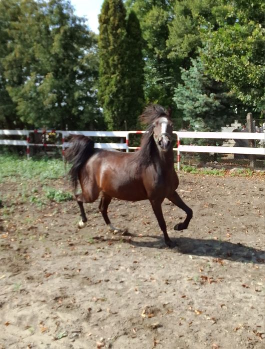 Sprzedam klacz kuc walijski ze źrebakiem