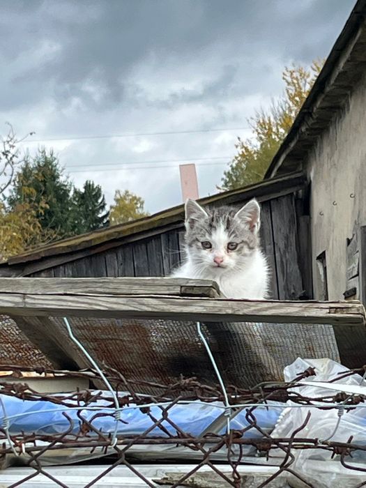 Bezdomne koty  poszukują domu