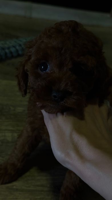 Той пудель, темный Red Brown, Китай