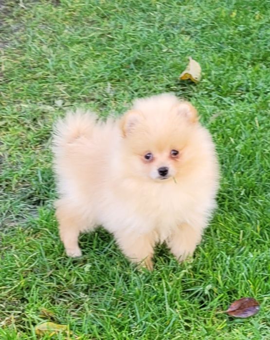 Szpic miniaturowy-dziewczynka