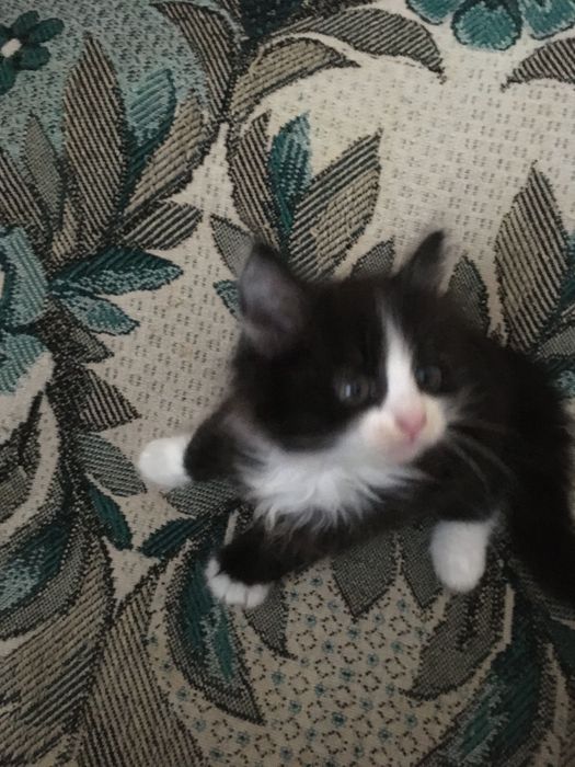 Пропала мама кошка та котеня прямо з двору