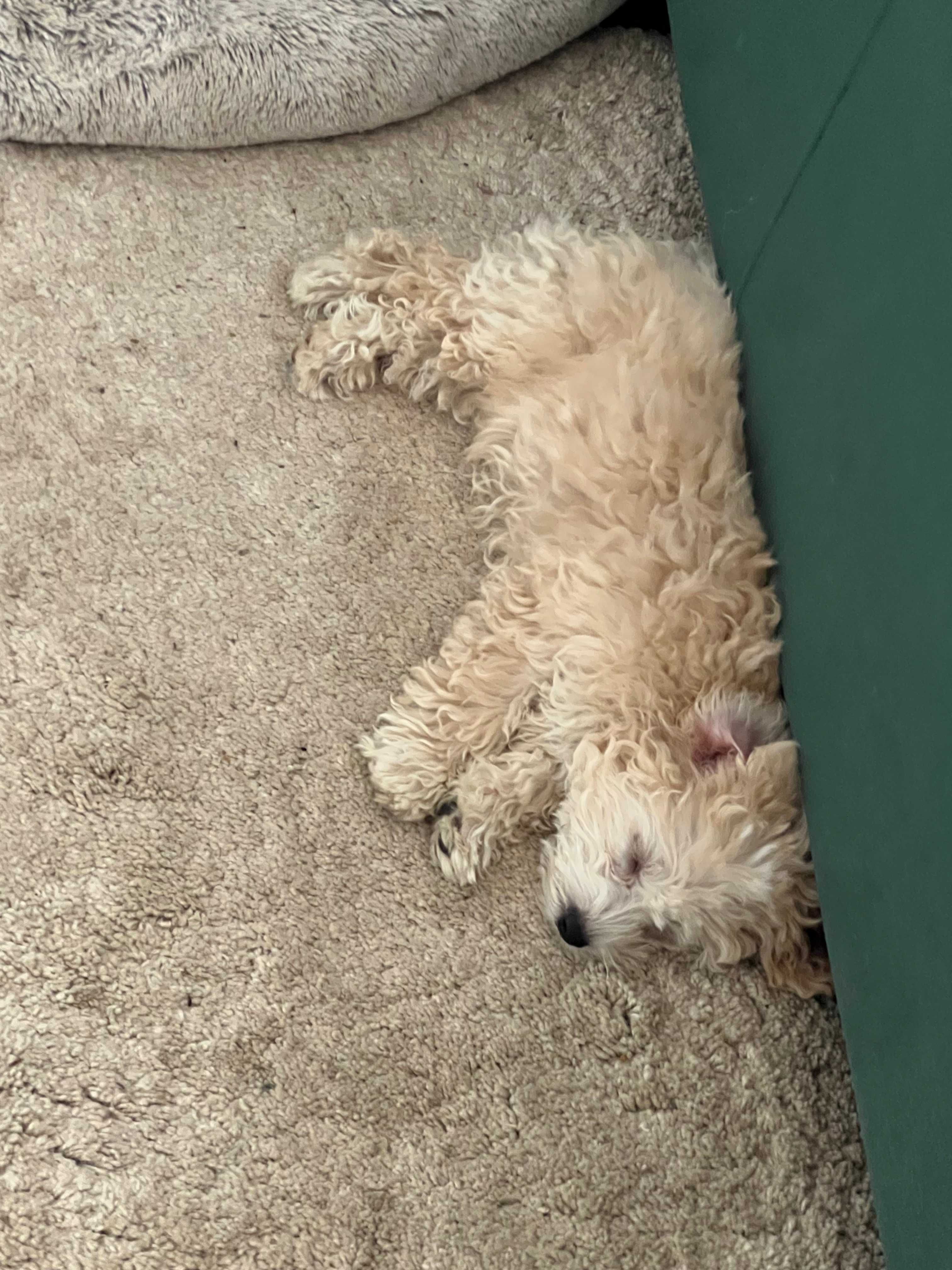 Maltipoo F2 piesek gotowy do odbioru, domowa hodowla