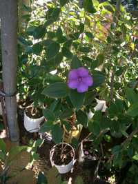 Tibouchina Urvilliana, Alecrim, Gazania, Abutilon, etc.