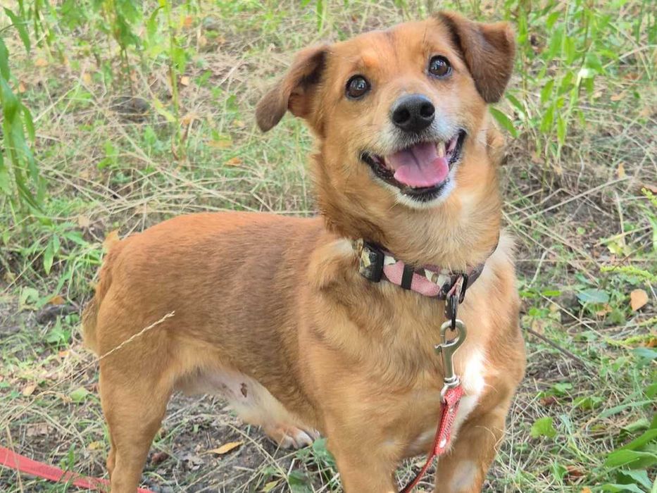 FELIX - szuka domu stałego