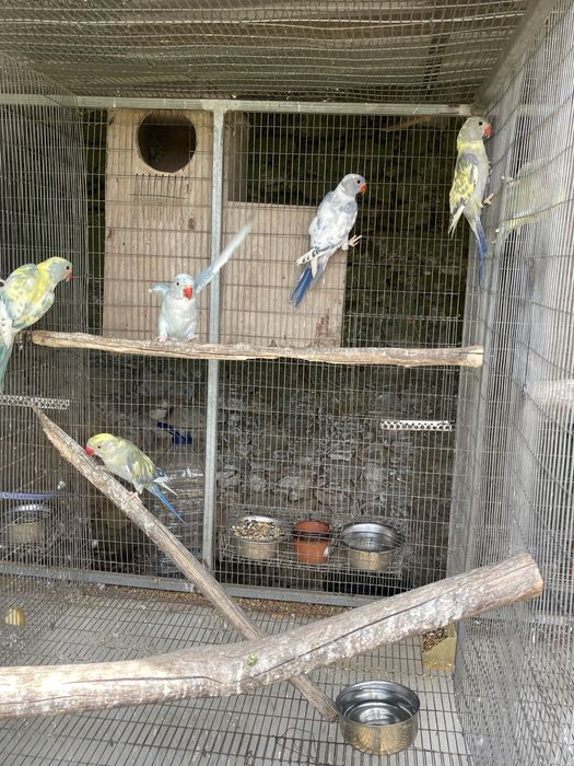 Ring neck violeta malhado