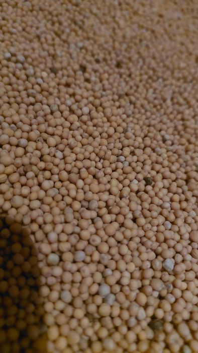 Gorczyca biała duże ilości