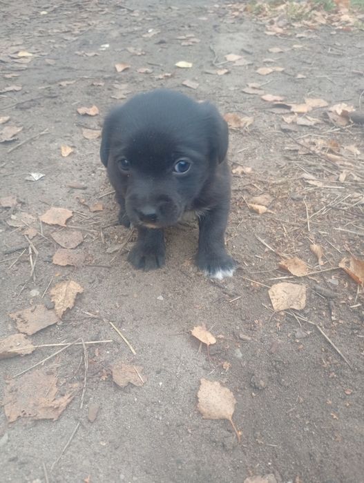 Pieski oddam za darmo