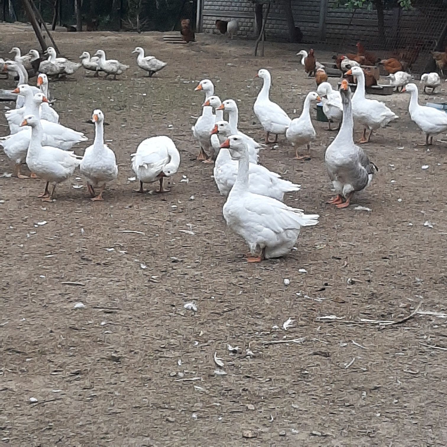 Gęsi kołudzka sprzedam