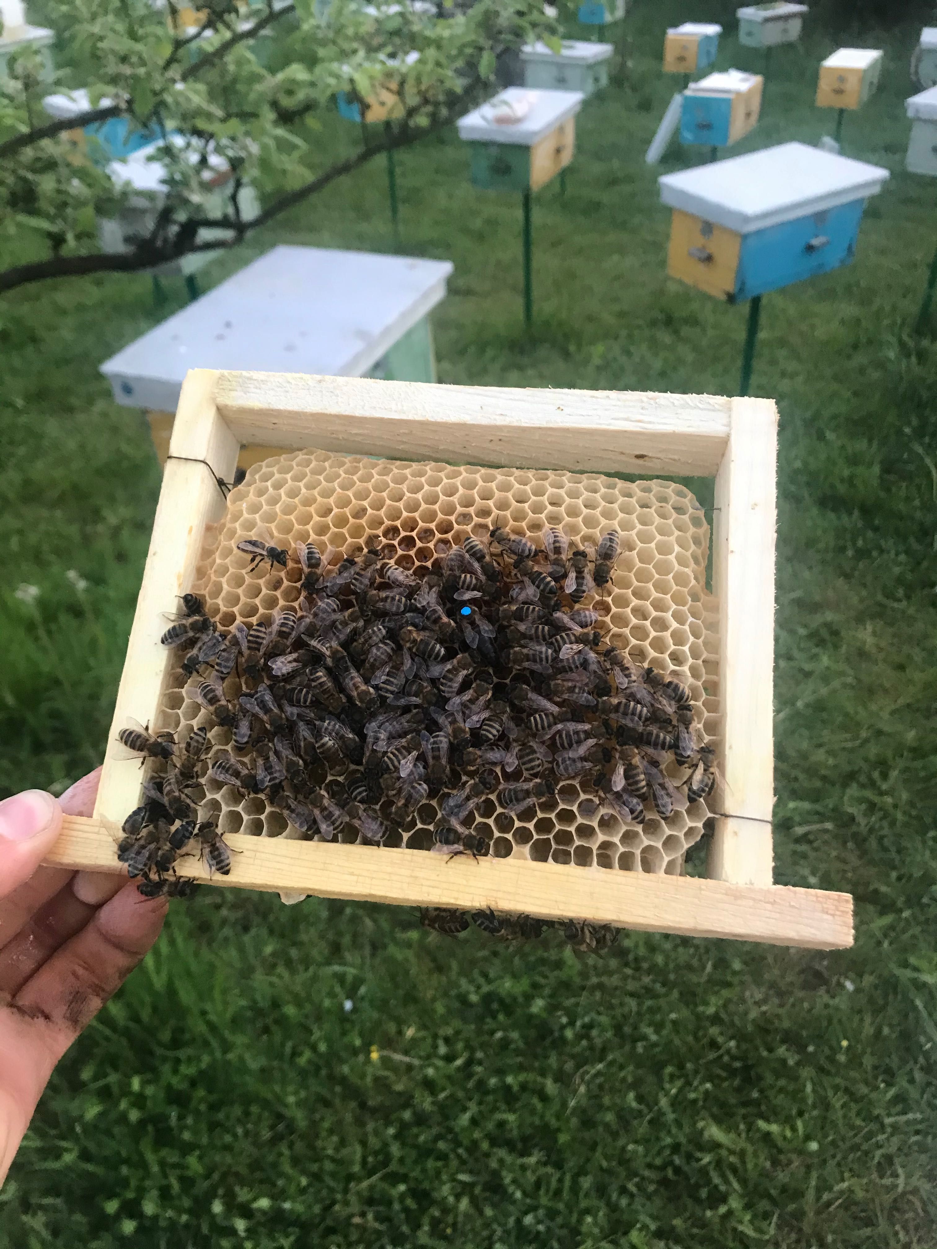 Бджоломатки,бжоломатка карпатка,плідні,пчеломатки,матка