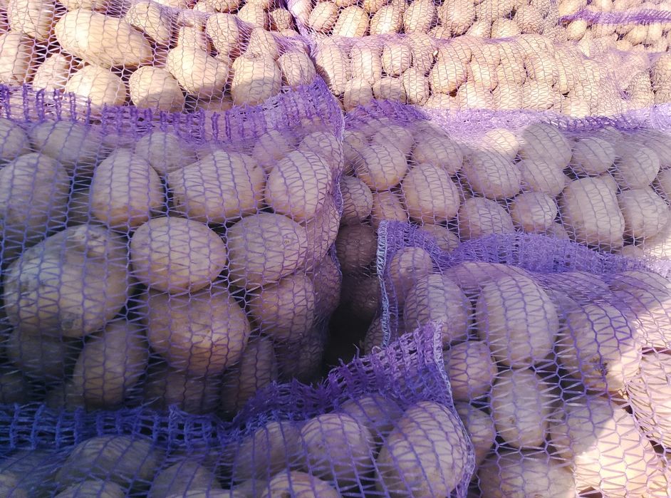 Картопля,бульба.