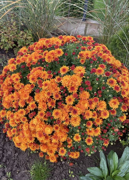 Набір хризантем 5 шт мультифлора + 1 висока