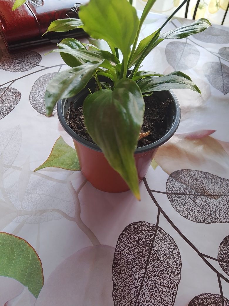 Sprzedam roślinkę pokojowa mini skrzydłokwiat