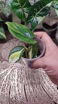 Philodendron cream splash