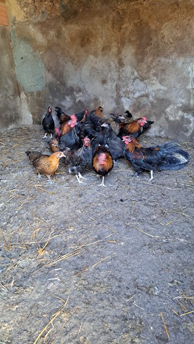 19 granizos para criação